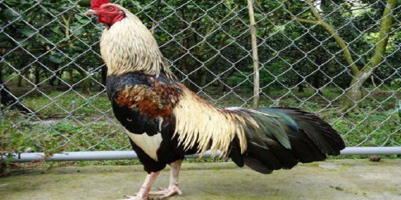 Các bước thực hiện massage cho gà đá bạn có thể tham khảo