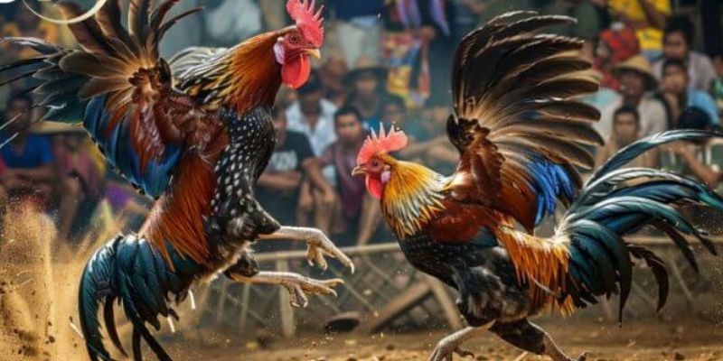 Có nhiều hình thức đá gà Thomo trực tiếp để bạn lựa chọn