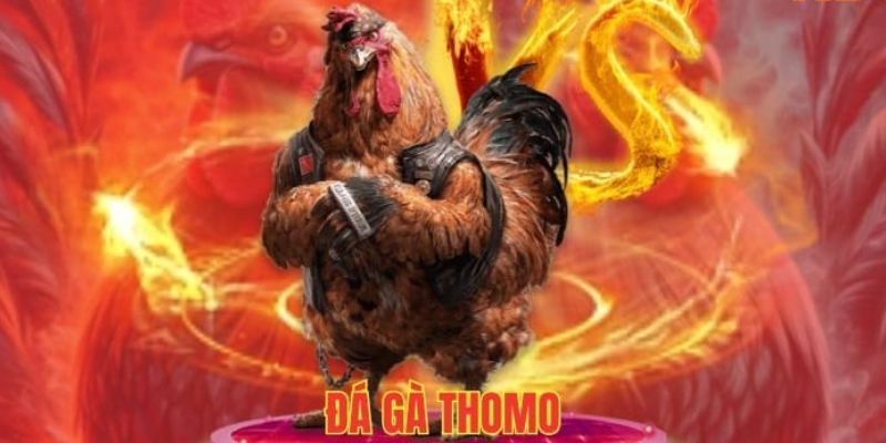 Đá gà trực tiếp Thomo