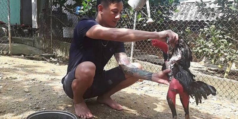 Massage cho gà đá vô cùng quan trọng